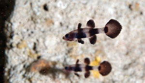 Raja Ampat 2019 - DSC06773_rc - Paddlefin cardinalfish - Pseudamia zonata